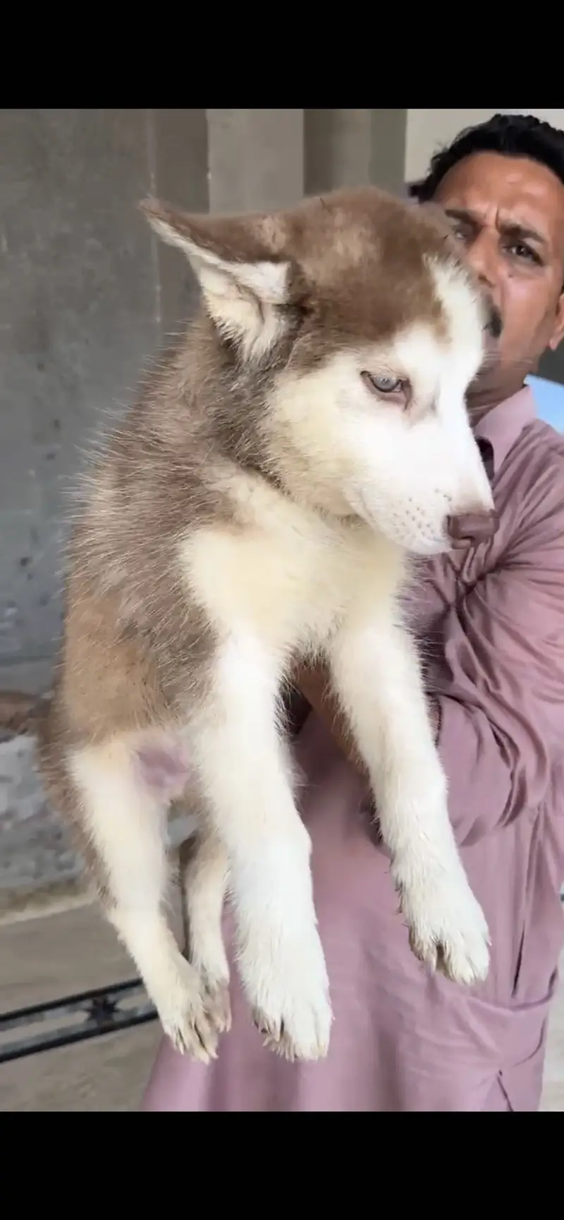Siberian husky puppy — photo 7