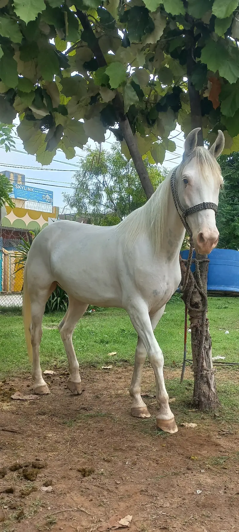 Nukri Female Horse