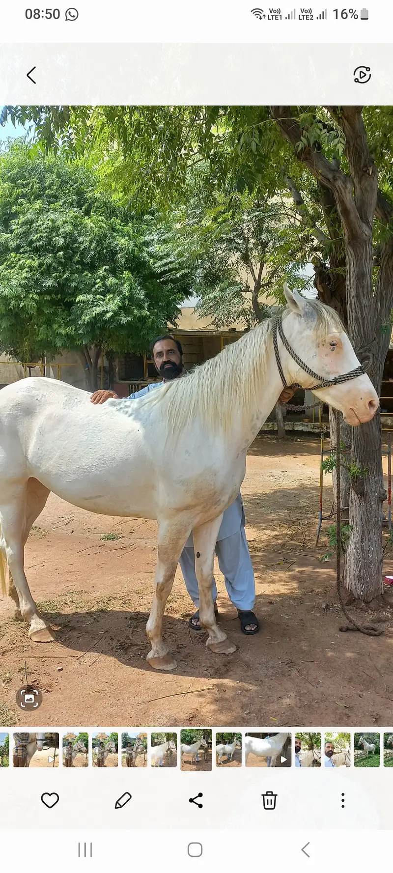 Nukri Female Horse — photo 2