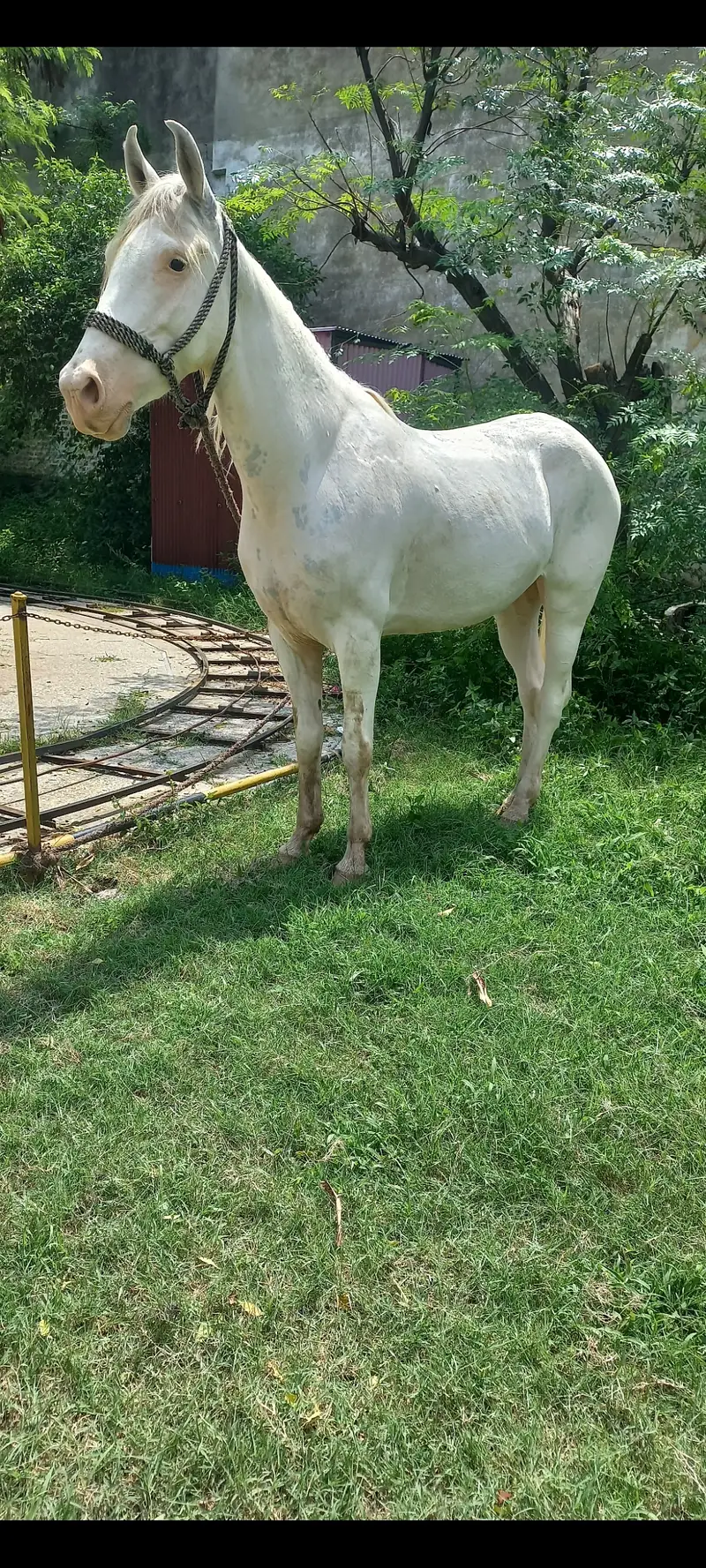 Nukri Female Horse — photo 3