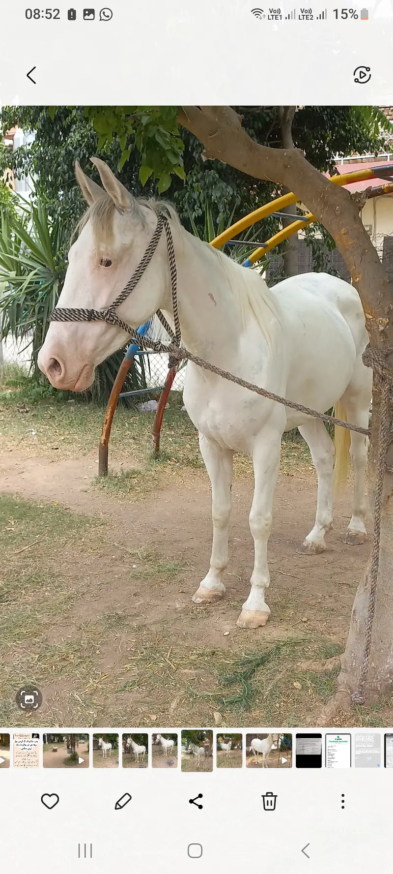 Nukri Female Horse — photo 4