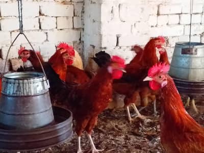 mishri murgi. golden hens. egg laying hens. andy wali murgi.