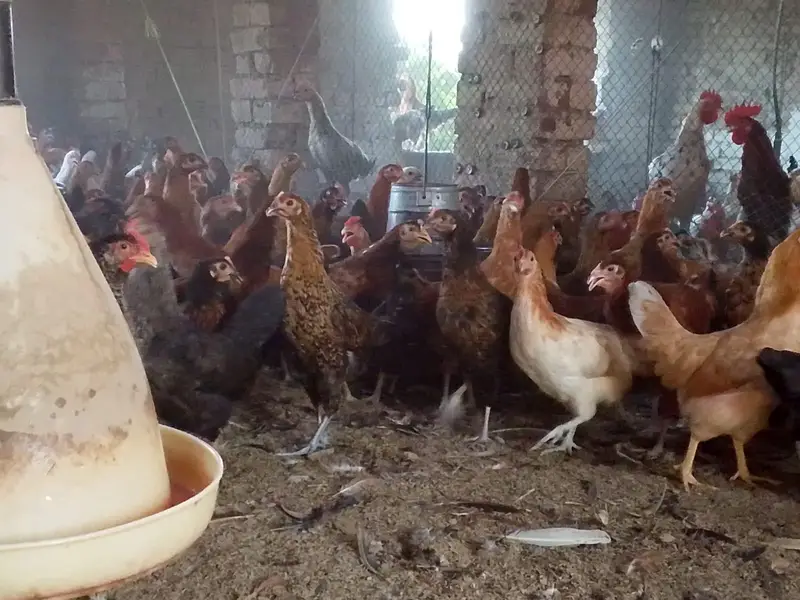 mishri murgi. golden hens. egg laying hens. andy wali murgi. — photo 2