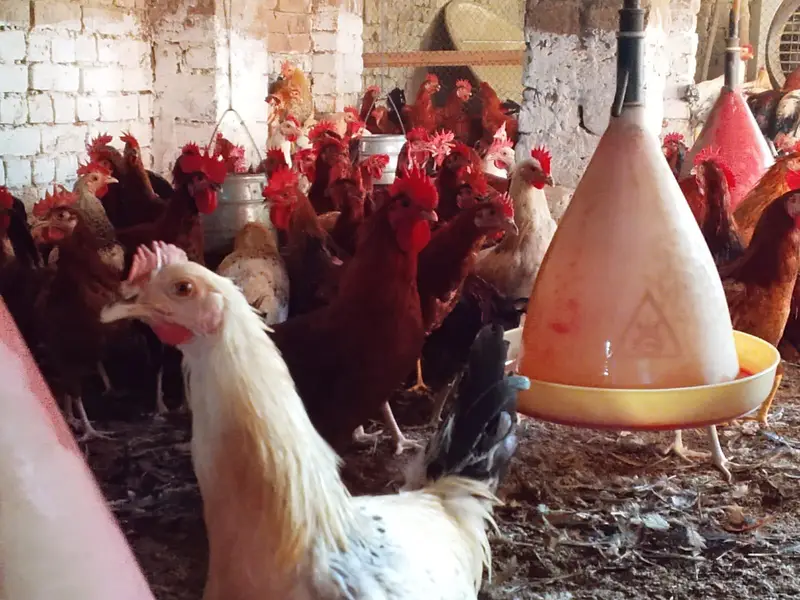 mishri murgi. golden hens. egg laying hens. andy wali murgi. — photo 3