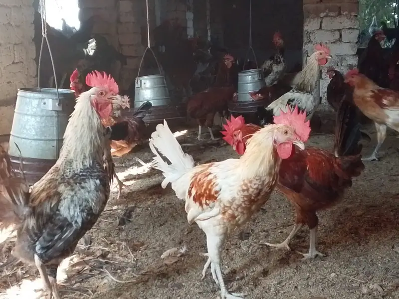 mishri murgi. golden hens. egg laying hens. andy wali murgi. — photo 4
