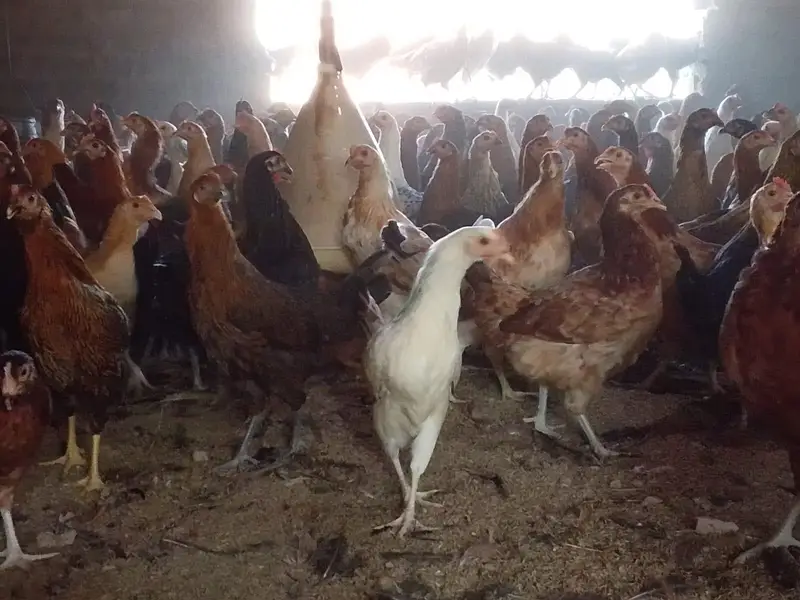 mishri murgi. golden hens. egg laying hens. andy wali murgi. — photo 5