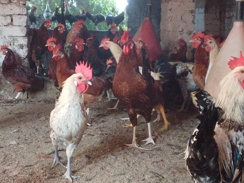 mishri murgi. golden hens. egg laying hens. andy wali murgi. — photo 6