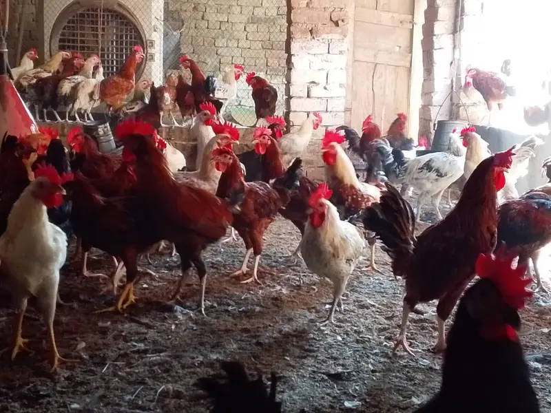 mishri murgi. golden hens. egg laying hens. andy wali murgi. — photo 7