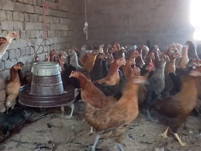 mishri murgi. golden hens. egg laying hens. andy wali murgi. — photo 8