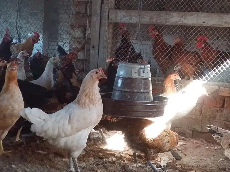 mishri murgi. golden hens. egg laying hens. andy wali murgi. — photo 9