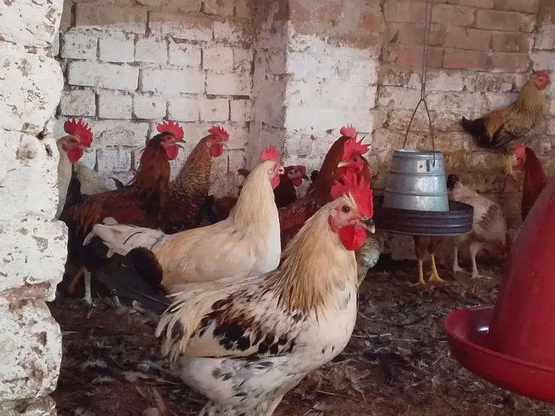 mishri murgi. golden hens. egg laying hens. andy wali murgi. — photo 10