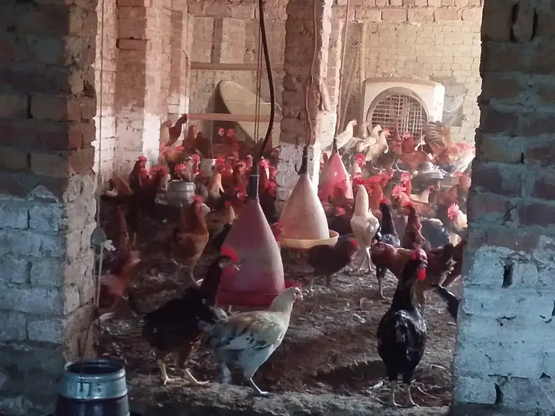 mishri murgi. golden hens. egg laying hens. andy wali murgi. — photo 11