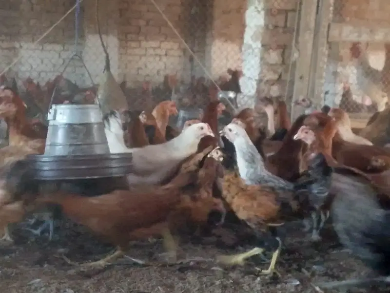 mishri murgi. golden hens. egg laying hens. andy wali murgi. — photo 12