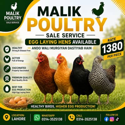 Egg laying Egg Starter Hens Desi Misri Ando wali murgiya dastiyab ha