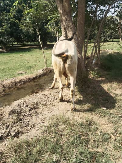 bull for sale