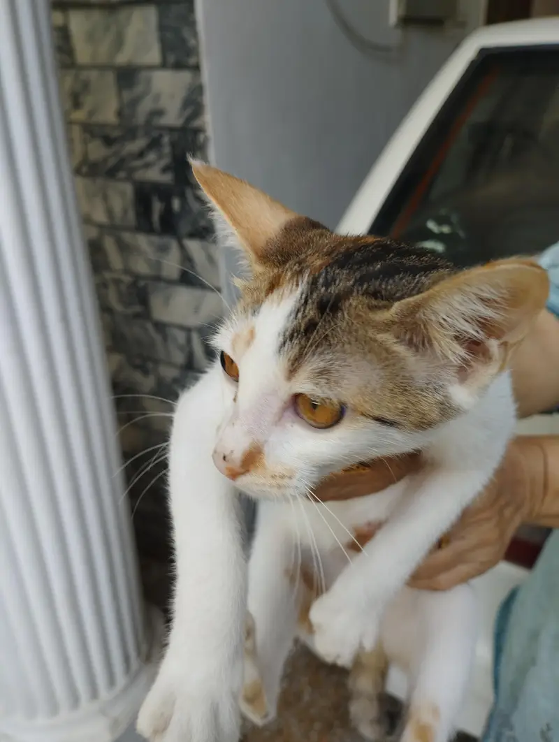 kitten for adoption — photo 2