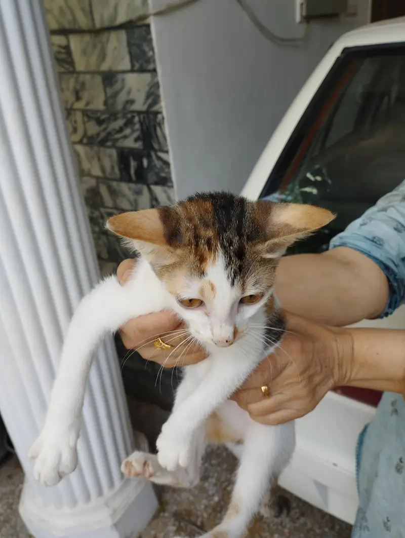 kitten for adoption — photo 3