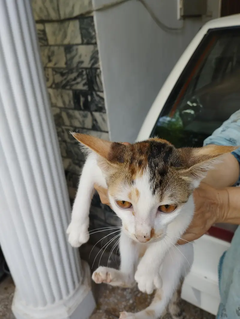 kitten for adoption — photo 4