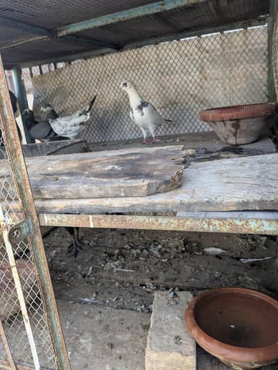 Bird cage