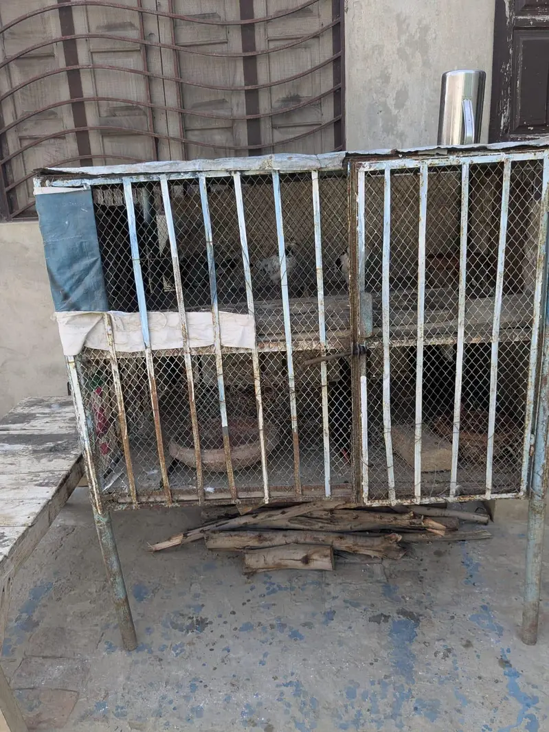 Bird cage — photo 3