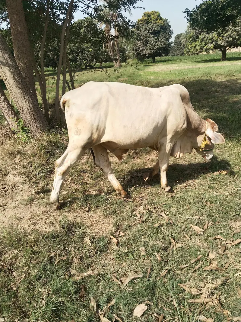 bull for sale — photo 2
