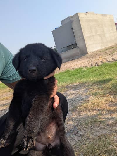 black German shepherd puppy!