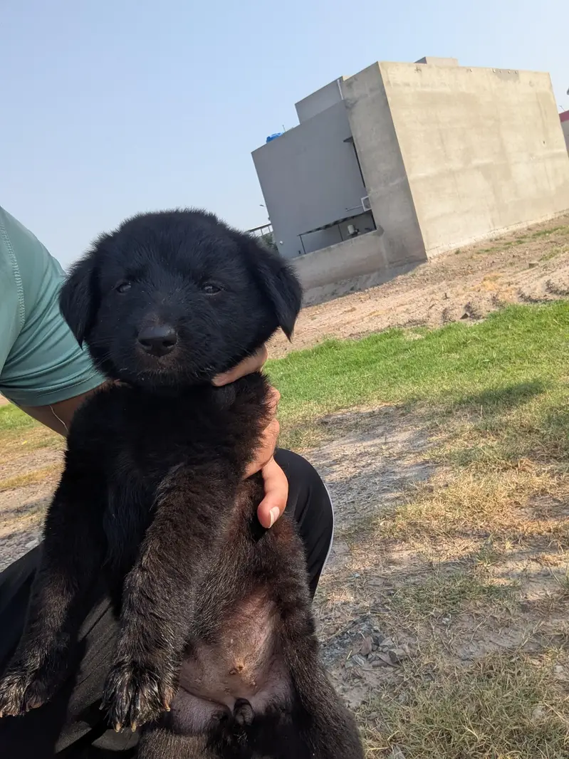 black German shepherd puppy!