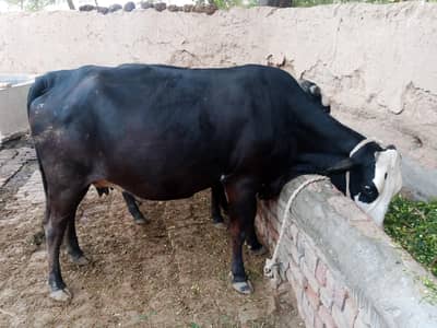 Cow 2nd Birth