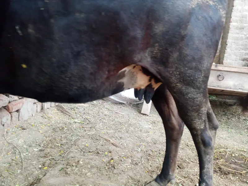 Cow 2nd Birth — photo 2