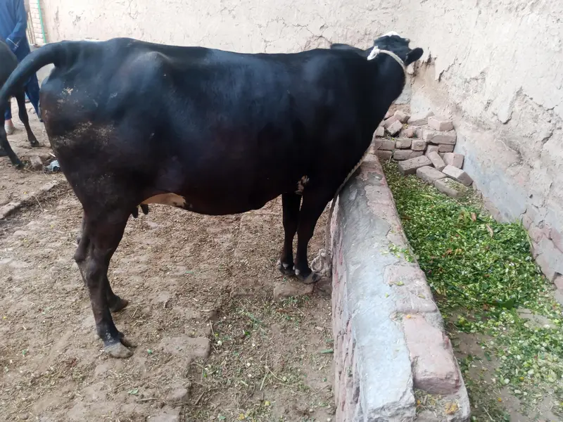 Cow 2nd Birth — photo 3