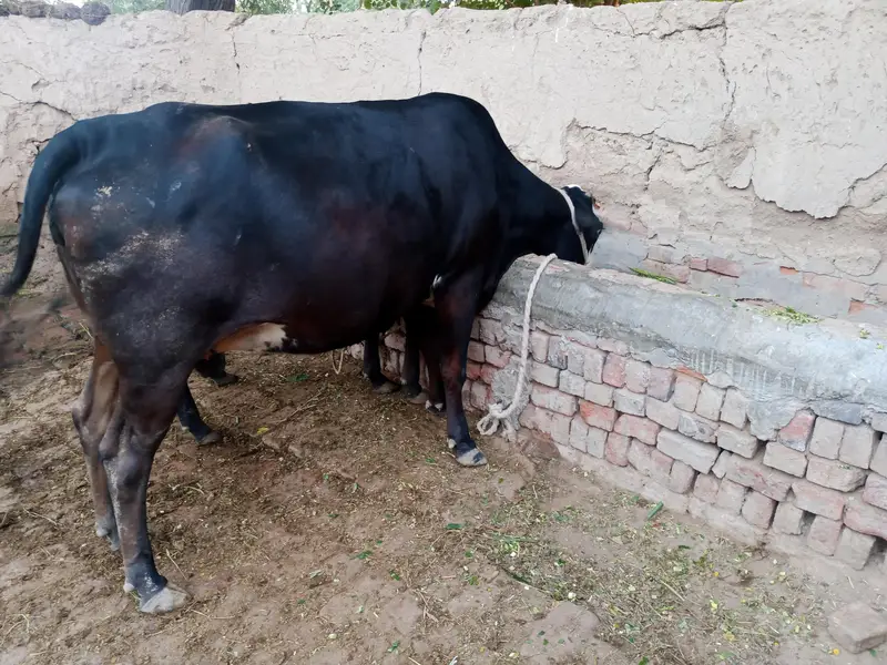Cow 2nd Birth — photo 4