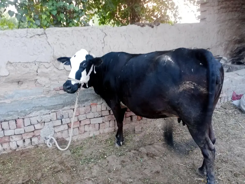 Cow 2nd Birth — photo 5