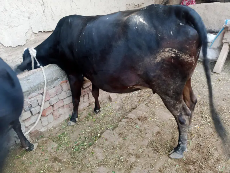 Cow 2nd Birth — photo 6