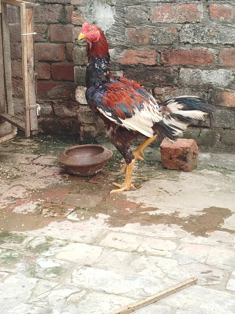 pure aseel murga — photo 2