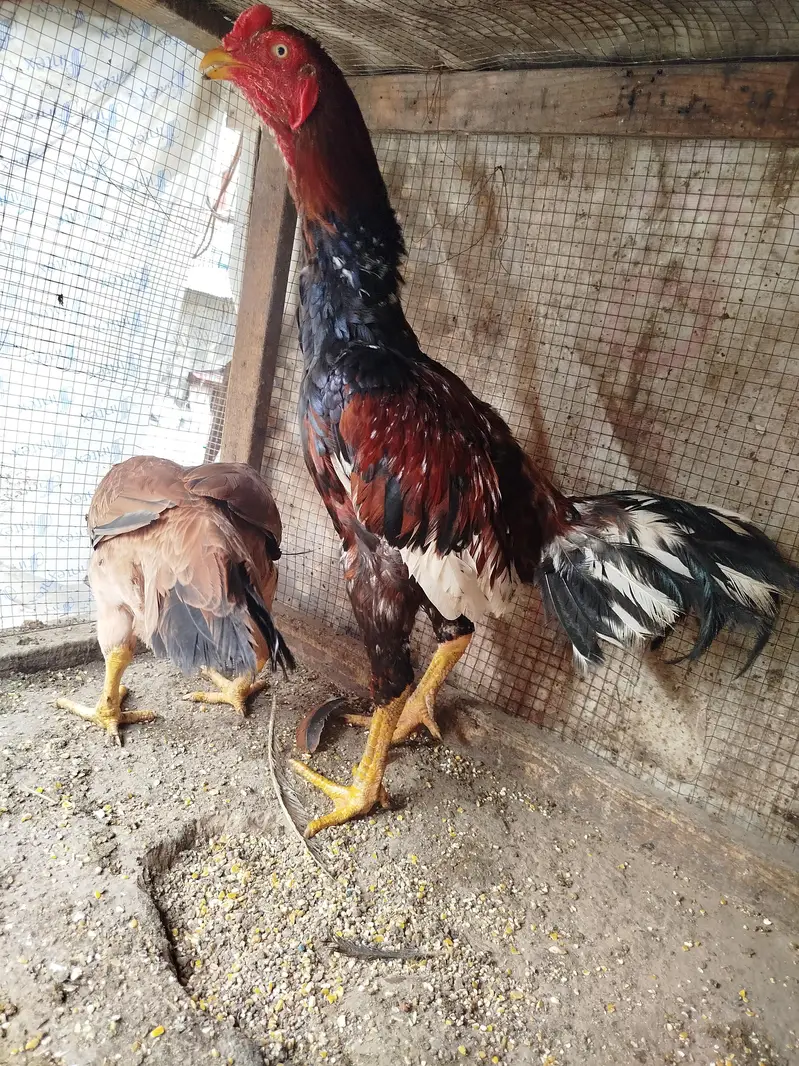 pure aseel murga — photo 3