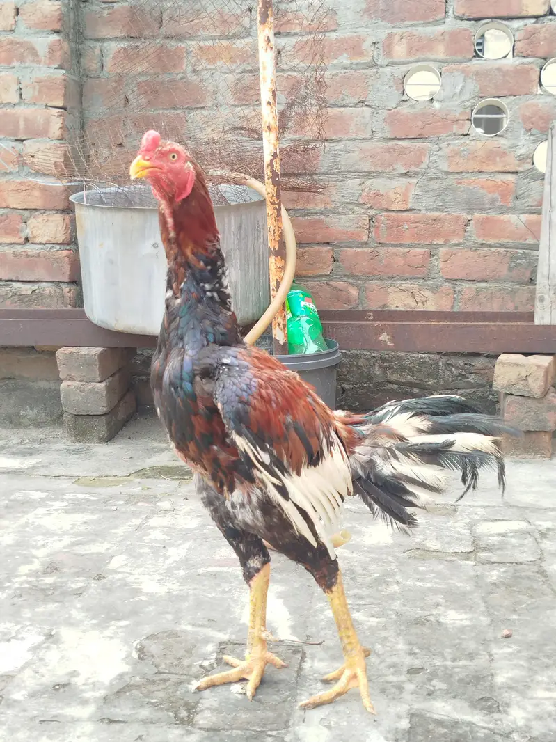pure aseel murga — photo 5