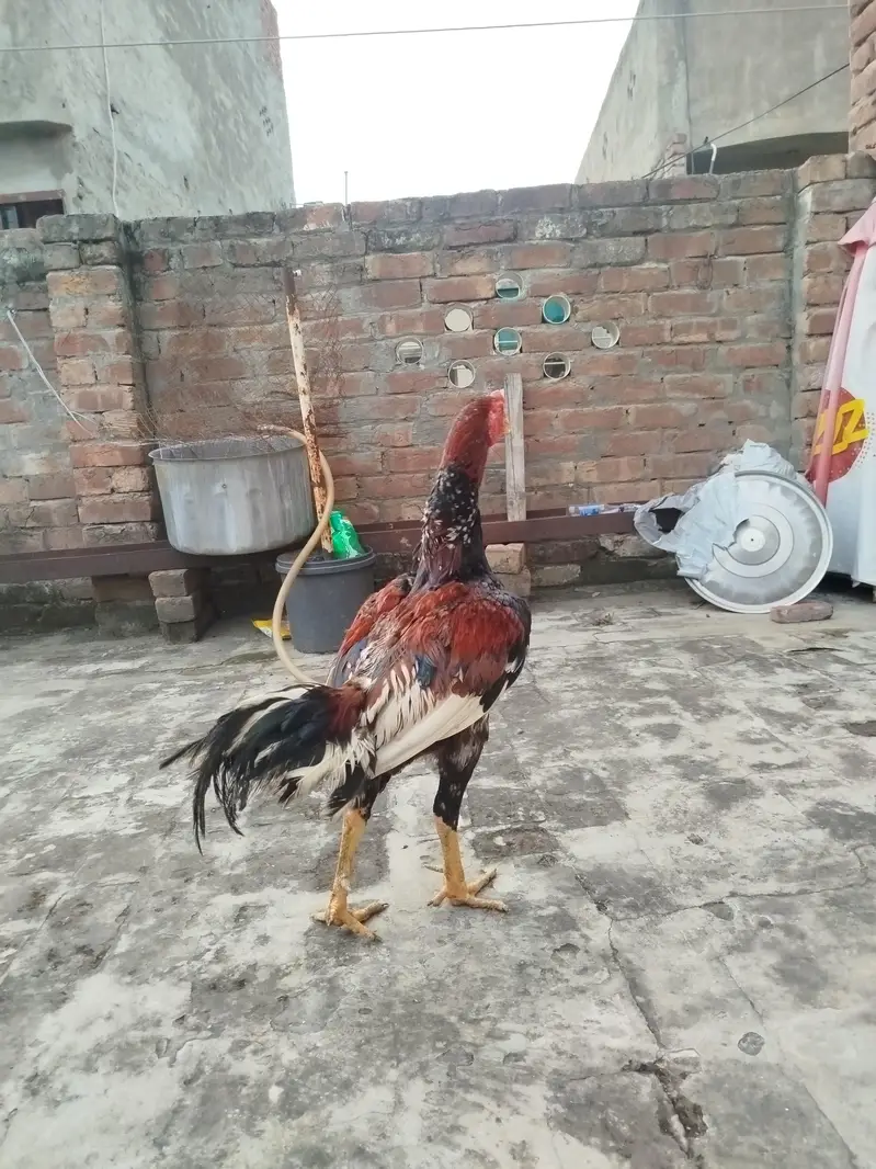 pure aseel murga — photo 6