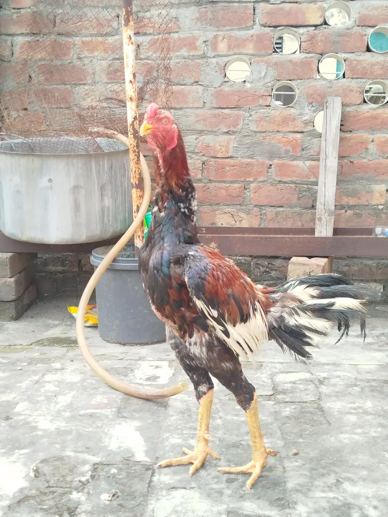 pure aseel murga — photo 7