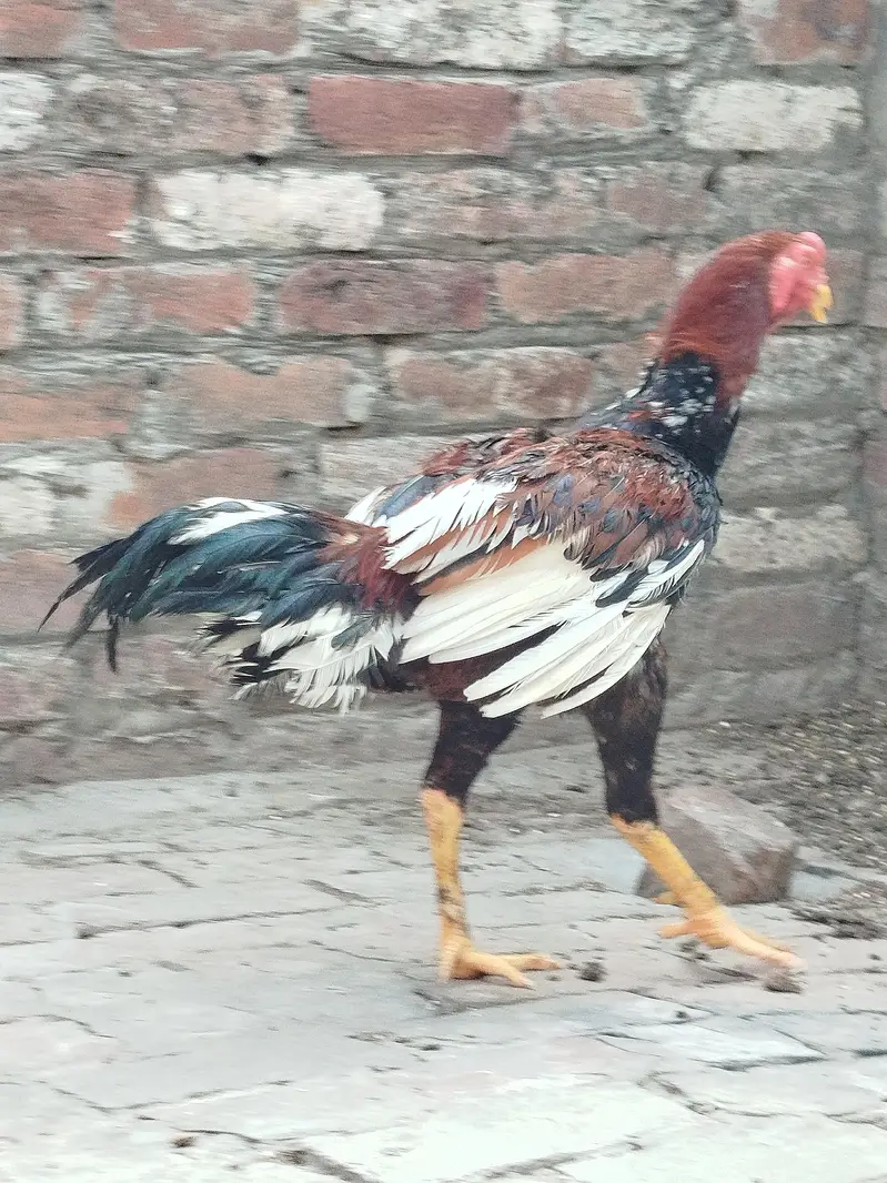 pure aseel murga — photo 9