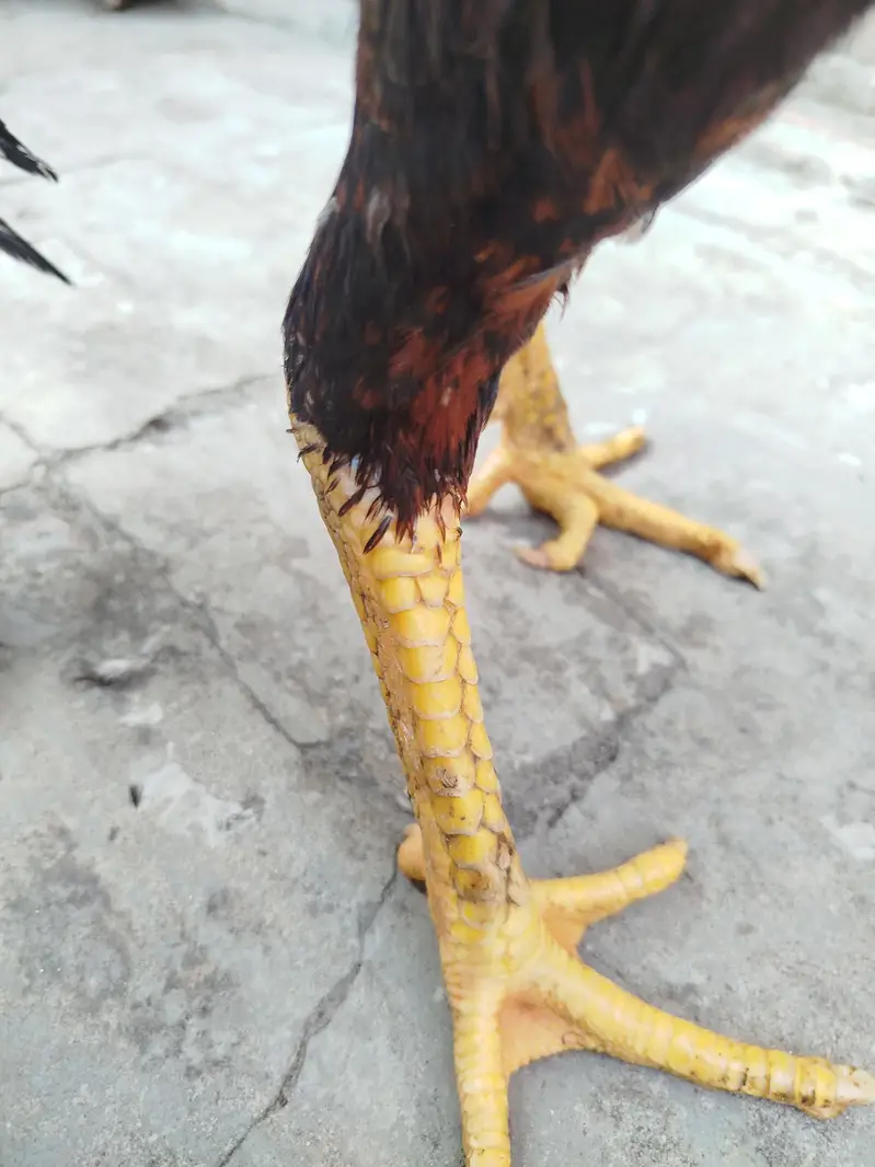 pure aseel murga — photo 11