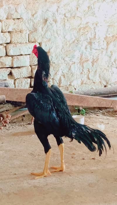 patha for sale