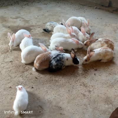 rabbits 14 Hain SB healthy aur active Hain bacho sy darty ni Hain