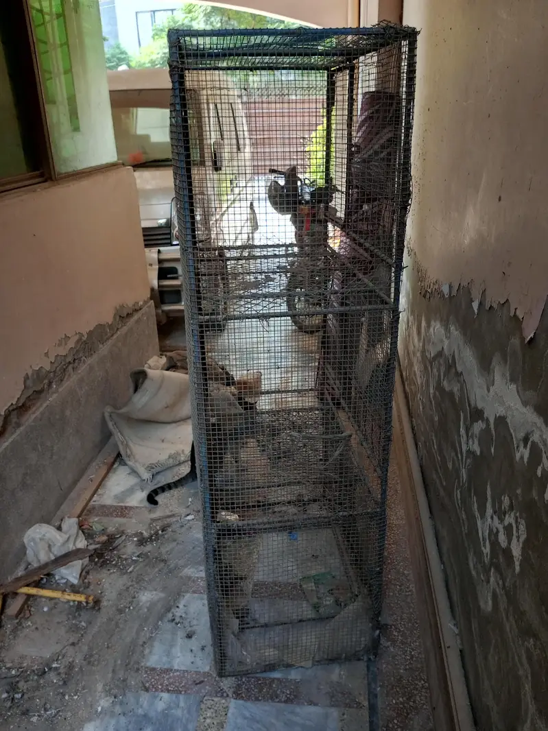 Iron Hens Cage — photo 4