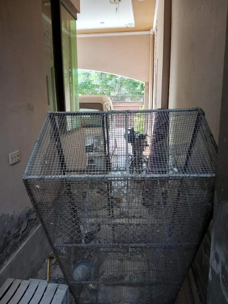Iron Hens Cage — photo 6