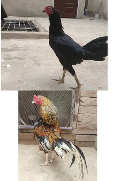 Aseel Murga Mushki Aseel Murgi