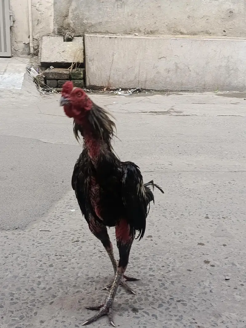 aseel Burmi murga — photo 3