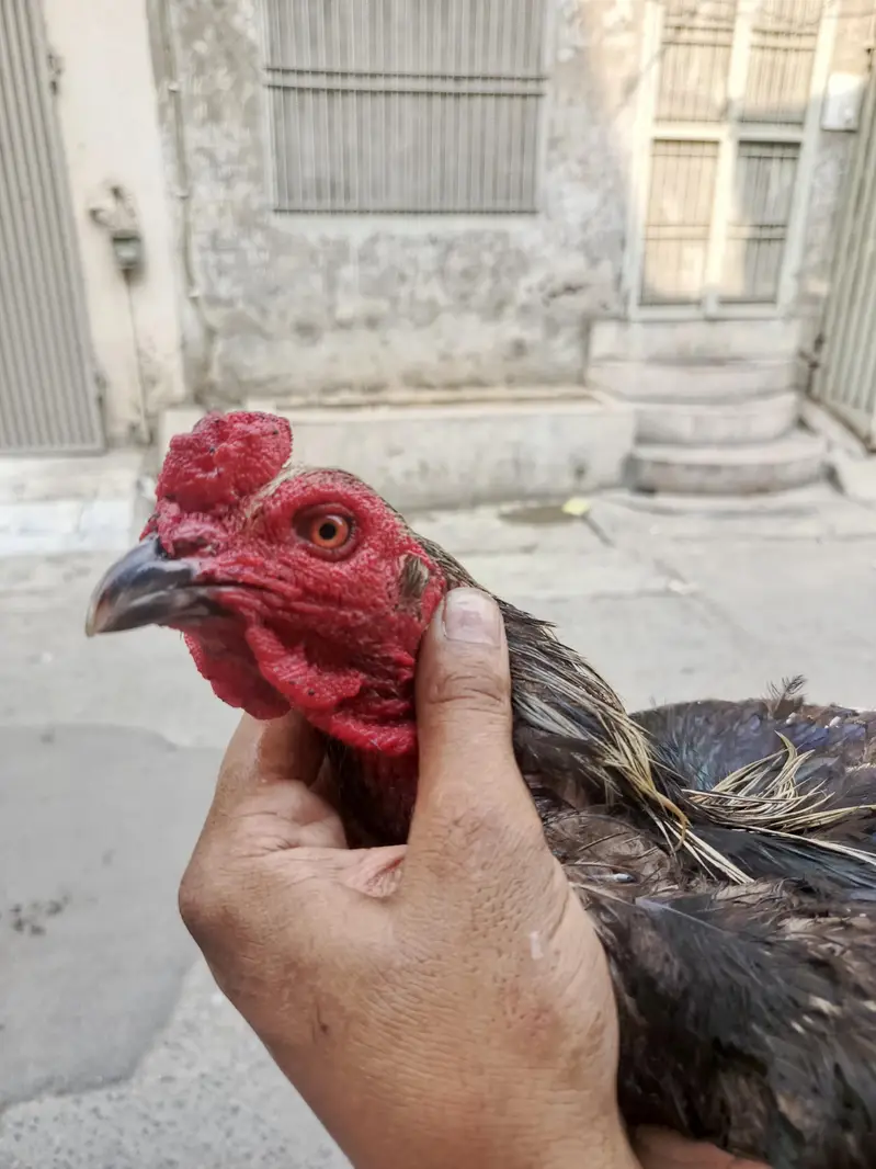 aseel Burmi murga — photo 4