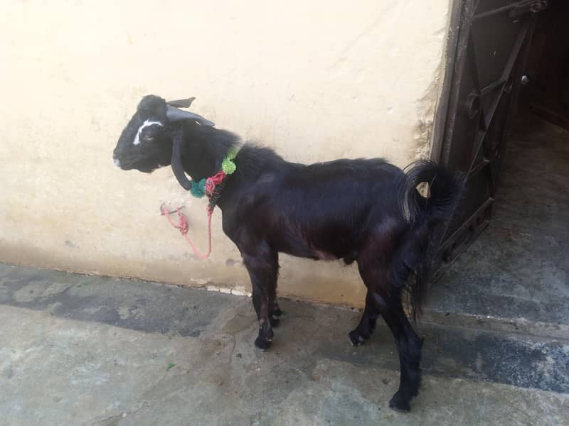 Bakra for sell 0