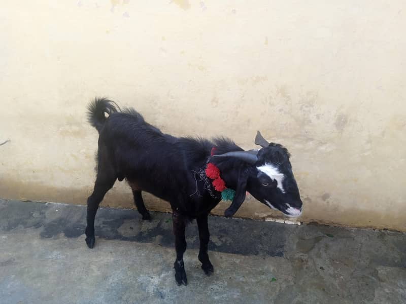 Bakra for sell 1