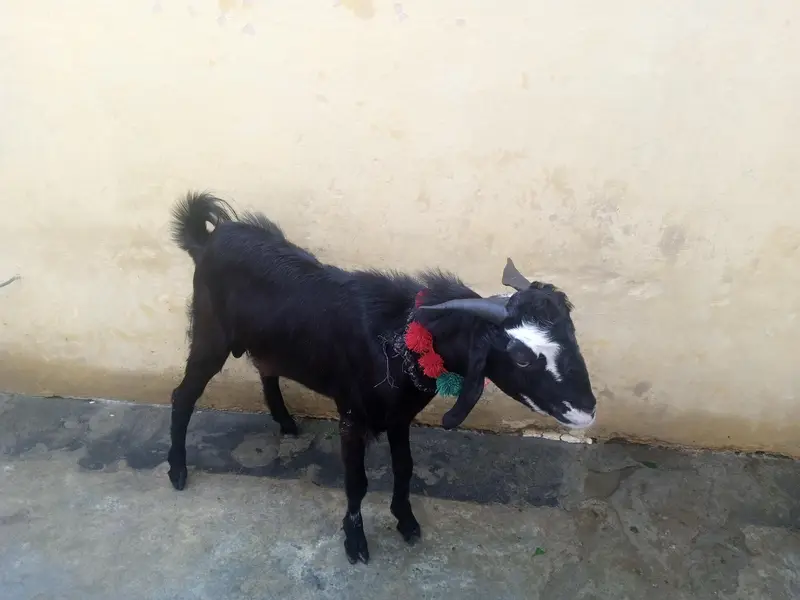 Bakra for sell — photo 2
